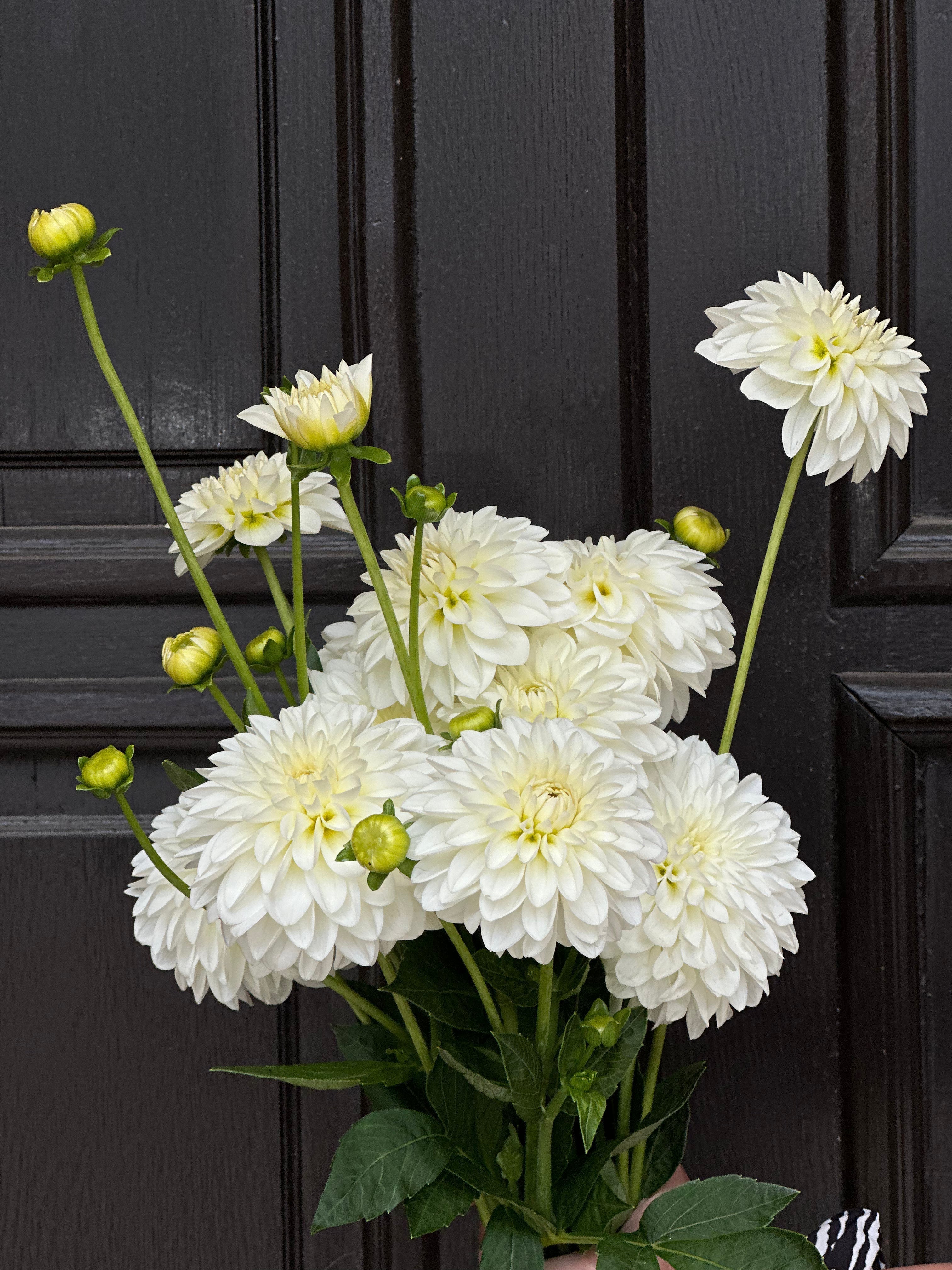 Serwis roślin biurowych w Warszawie od Flowerstore.pl – na czym polega, ile kosztuje i dlaczego warto