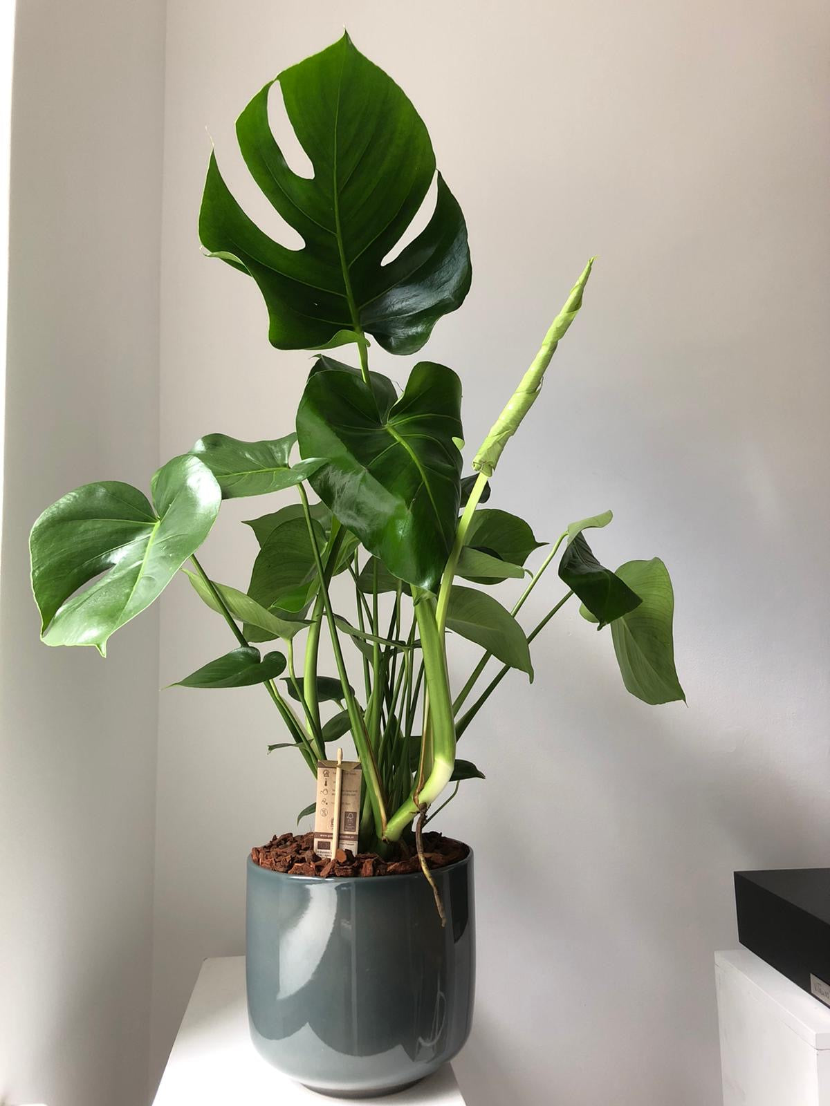 Monstera dziurawa - zestaw bez donicy