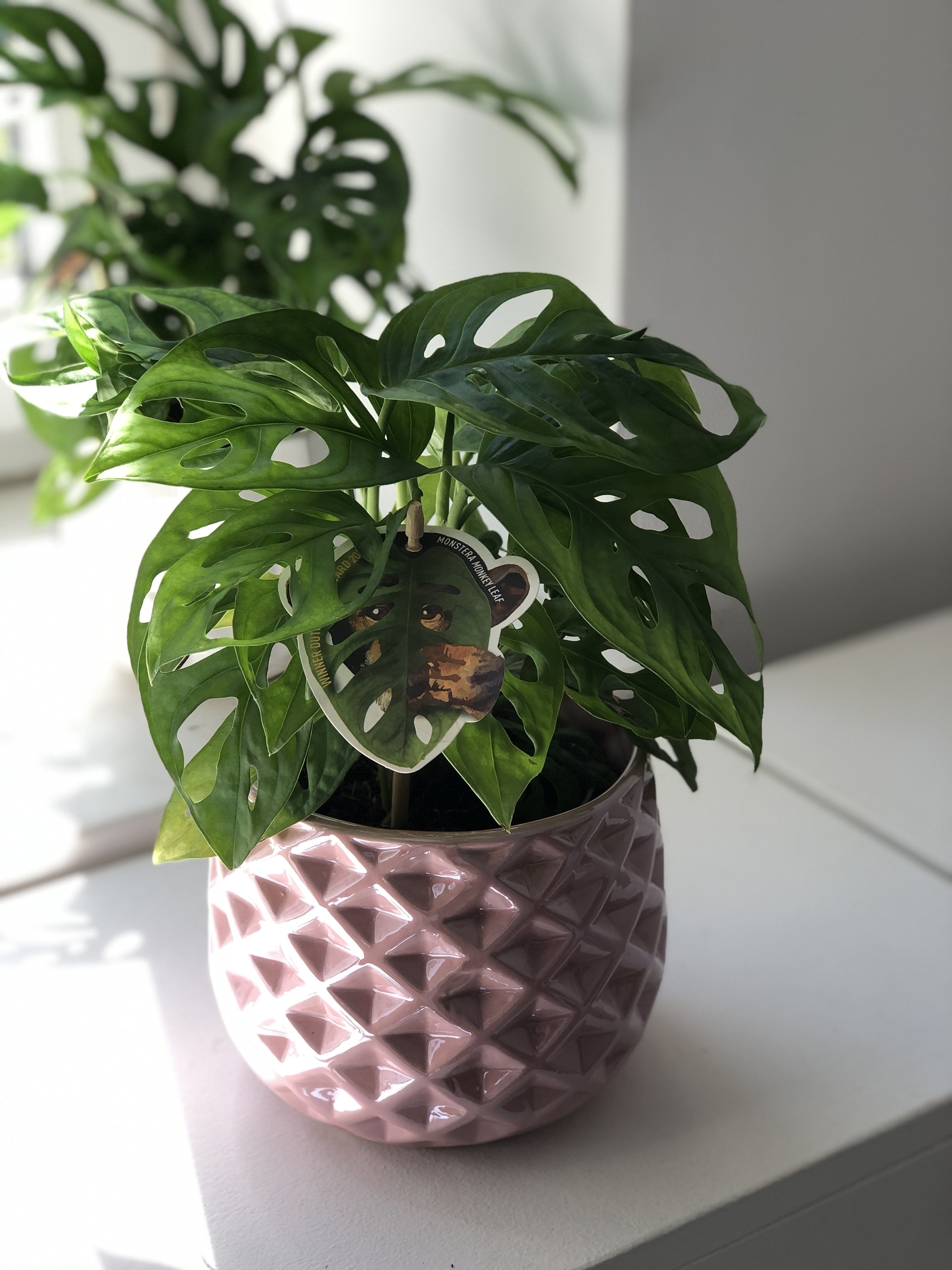 Monstera Monkey